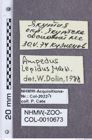 Etikette zu Ampedus lepidus (NHMW-ZOO-COL-0010673)